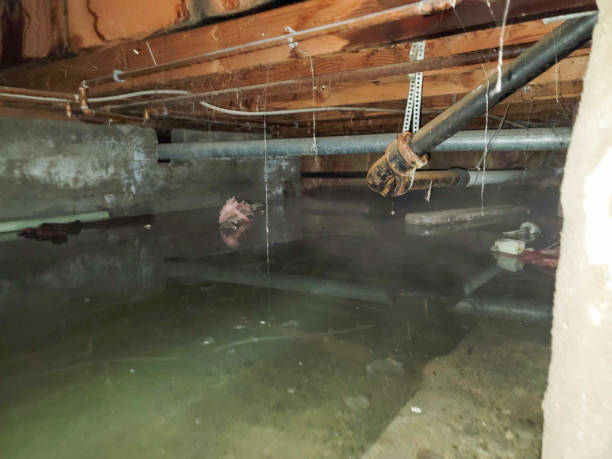 Best Local water damage restoration  in Tice, FL
