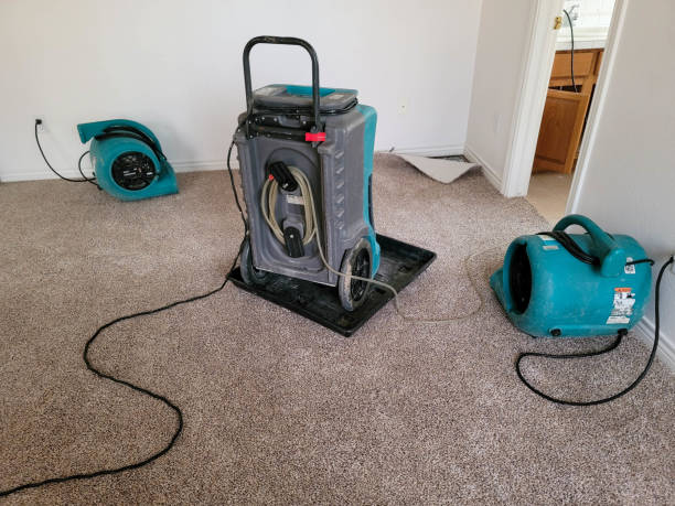 Best Mold removal after water damage  in Tice, FL