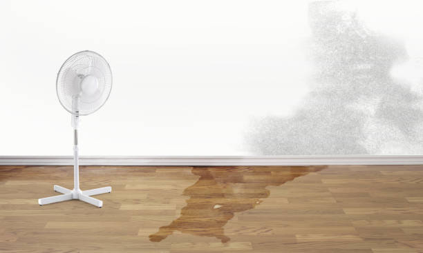 Best Commercial water damage restoration  in Tice, FL